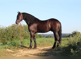 Frisones Mestizo, Caballo castrado, 4 años, 160 cm, Negro