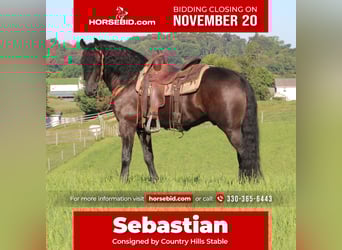 Frisones Mestizo, Caballo castrado, 4 años, 160 cm, Negro