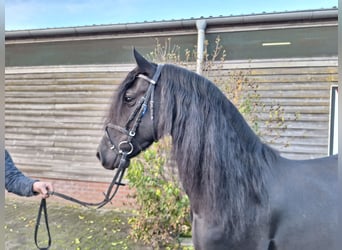 Frisones, Caballo castrado, 4 años, 162 cm, Negro