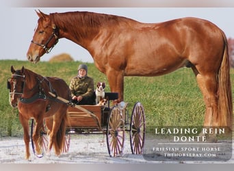 Frisones, Caballo castrado, 4 años, 163 cm, Alazán-tostado