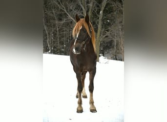 Frisones, Caballo castrado, 4 años, 163 cm, Alazán-tostado