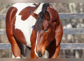 Frisones Mestizo, Caballo castrado, 4 años, 163 cm