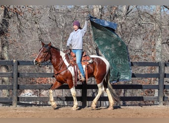 Frisones Mestizo, Caballo castrado, 4 años, 163 cm