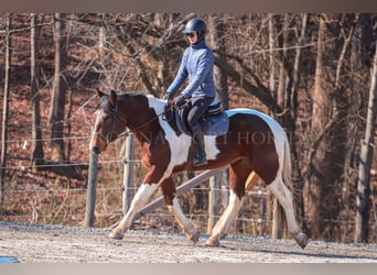 Frisones Mestizo, Caballo castrado, 4 años, 163 cm