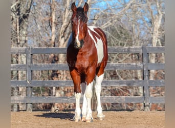 Frisones Mestizo, Caballo castrado, 4 años, 163 cm