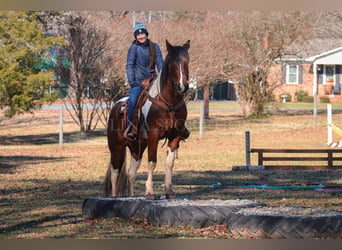 Frisones Mestizo, Caballo castrado, 4 años, 163 cm