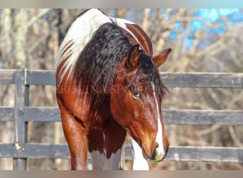 Frisones Mestizo, Caballo castrado, 4 años, 163 cm