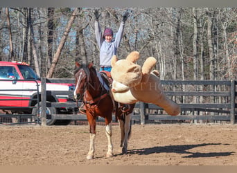 Frisones Mestizo, Caballo castrado, 4 años, 163 cm