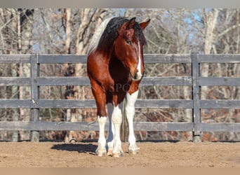 Frisones Mestizo, Caballo castrado, 4 años, 163 cm