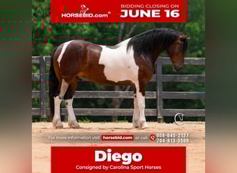 Frisones, Caballo castrado, 4 años, 163 cm