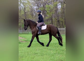 Frisones, Caballo castrado, 4 años, 163 cm, Negro