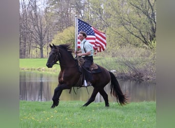 Frisones, Caballo castrado, 4 años, 163 cm, Negro