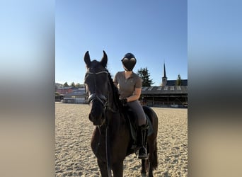 Frisones, Caballo castrado, 4 años, 163 cm, Negro