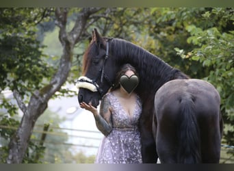 Frisones, Caballo castrado, 4 años, 163 cm, Negro