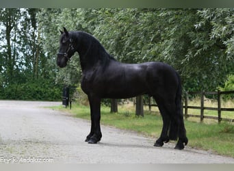 Frisones, Caballo castrado, 4 años, 163 cm, Negro