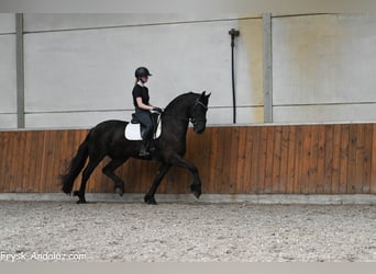 Frisones, Caballo castrado, 4 años, 163 cm, Negro