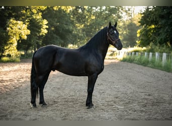 Frisones Mestizo, Caballo castrado, 4 años, 165 cm, Negro