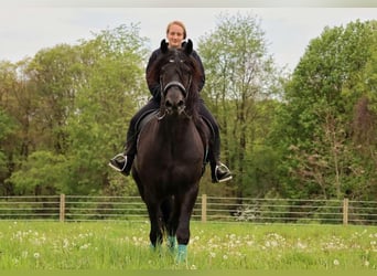 Frisones Mestizo, Caballo castrado, 4 años, 165 cm, Negro