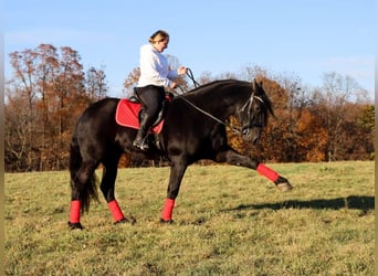 Frisones Mestizo, Caballo castrado, 4 años, 165 cm, Negro
