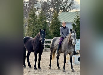 Frisones Mestizo, Caballo castrado, 4 años, 165 cm, Negro