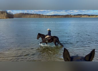 Frisones Mestizo, Caballo castrado, 4 años, 165 cm, Negro