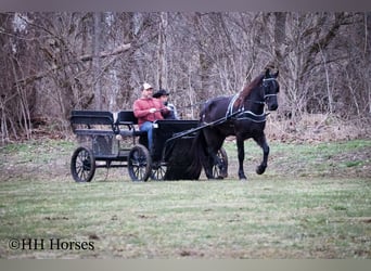 Frisones, Caballo castrado, 4 años, 165 cm, Negro