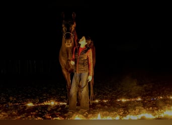 Frisones Mestizo, Caballo castrado, 4 años, 168 cm, Negro