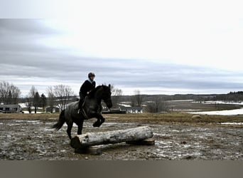 Frisones, Caballo castrado, 4 años, 168 cm, Ruano azulado