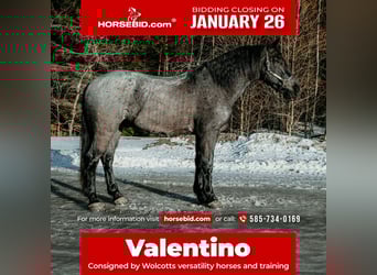 Frisones, Caballo castrado, 4 años, 168 cm, Ruano azulado