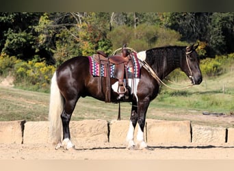 Frisones Mestizo, Caballo castrado, 4 años, 168 cm, Tobiano-todas las-capas