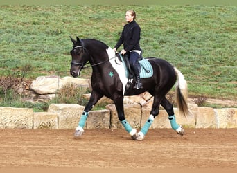 Frisones Mestizo, Caballo castrado, 4 años, 168 cm, Tobiano-todas las-capas