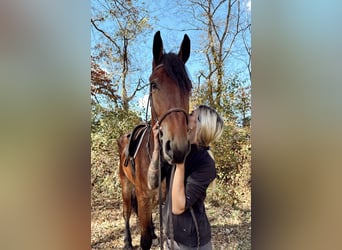 Frisones Mestizo, Caballo castrado, 4 años, 170 cm, Castaño rojizo