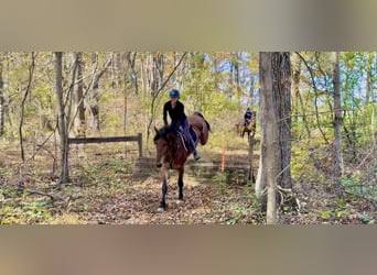 Frisones Mestizo, Caballo castrado, 4 años, 170 cm, Castaño rojizo