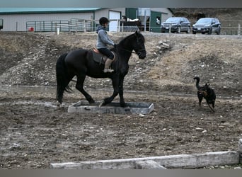 Frisones Mestizo, Caballo castrado, 4 años, 170 cm, Negro