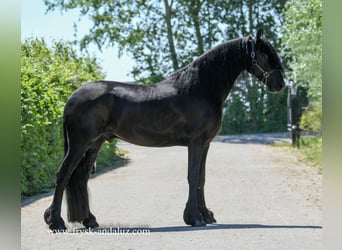 Frisones, Caballo castrado, 4 años, 171 cm, Negro