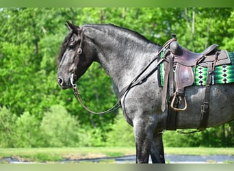 Frisones, Caballo castrado, 4 años, 173 cm, Ruano azulado