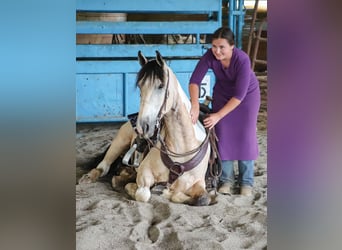 Frisones Mestizo, Caballo castrado, 4 años, Buckskin/Bayo
