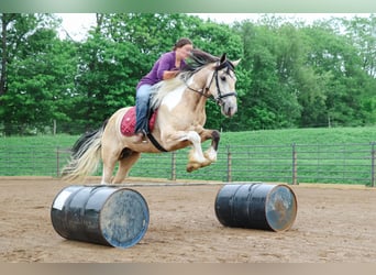 Frisones Mestizo, Caballo castrado, 4 años, Buckskin/Bayo
