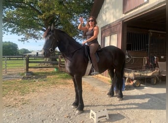 Frisones, Caballo castrado, 4 años, Castaño oscuro