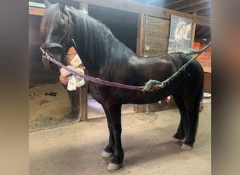 Frisones, Caballo castrado, 4 años, Castaño oscuro