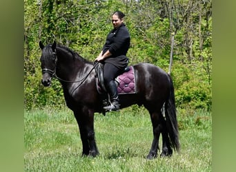 Frisones Mestizo, Caballo castrado, 4 años, Negro