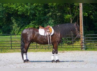 Frisones, Caballo castrado, 4 años, Negro