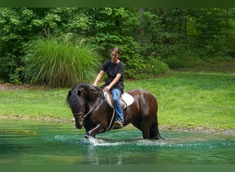 Frisones, Caballo castrado, 4 años, Negro
