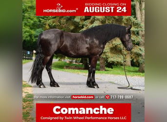 Frisones, Caballo castrado, 4 años, Negro