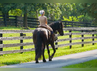 Frisones, Caballo castrado, 4 años, Negro