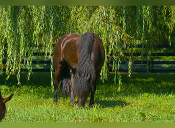 Frisones, Caballo castrado, 4 años, Negro