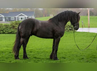 Frisones Mestizo, Caballo castrado, 4 años, Negro