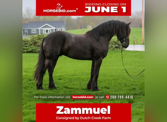 Frisones Mestizo, Caballo castrado, 4 años, Negro