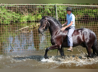 Frisones Mestizo, Caballo castrado, 4 años, Negro