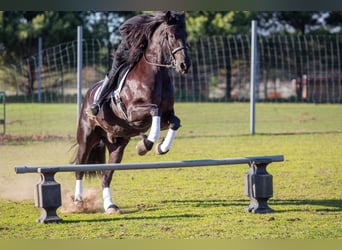 Frisones Mestizo, Caballo castrado, 4 años, Negro